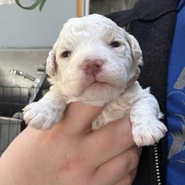 Green Girl - White female Lagotto Romagnolo puppy in Chicago, Illinois from Midwest Lagotto Romagnolo