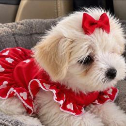 Lovey (Purple) - White and lemon female Maltese puppy in North Chesterfield, Virginia from Maltese Love
