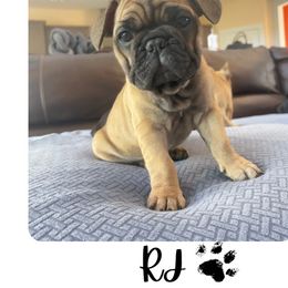 French Bulldog Puppies from Cyrek's Bark