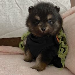Pomeranian Puppies from Highlander Pomeranians
