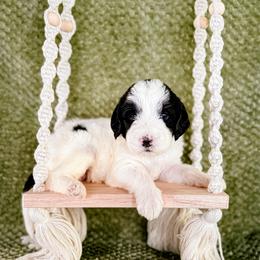 Sweet Pea (Sweetie) - Parti female Labradoodle puppy in Elizabeth City, North Carolina from Howdy Doodles