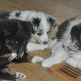 Shetland Sheepdog Puppies from Kochar Shelties