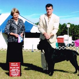 Cane Corso All Grown Up from Capri Cane Corso