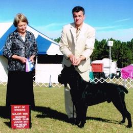 Cane Corso All Grown Up from Capri Cane Corso