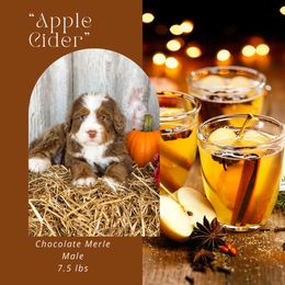 Apple Cider (Blue Collar) - Chocolate merle male Bernedoodle puppy in Hudson, Indiana from TurkeyCreek-K9