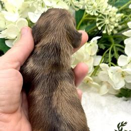 Gains - Dapple male Dachshund puppy in Exeter, California from Sawtooth Miniature Dachshunds