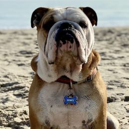 Boxers, Bulldogs, and French Bulldogs from Springwood Farm