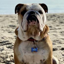Boxers, Bulldogs, and French Bulldogs from Springwood Farm