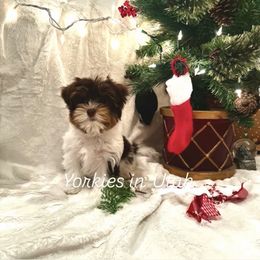 Ghira - Parti female Yorkshire Terrier puppy in Syracuse, Utah from Yorkies in Utah