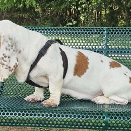Peaches - Basset Hound