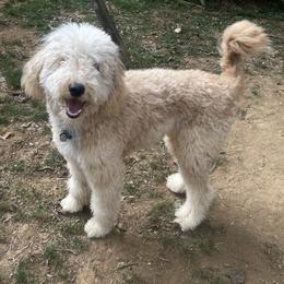 Labrador Retriever and Sheepadoodle All Grown Up from Bitler Family Puppies