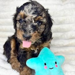 Star - Blue merle female Aussiedoodle puppy in Calimesa, California from Teakwoodpoodleofsocal