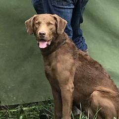 Autumn - Chesapeake Bay Retriever