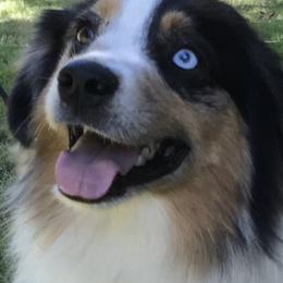 Legend - Miniature American Shepherd