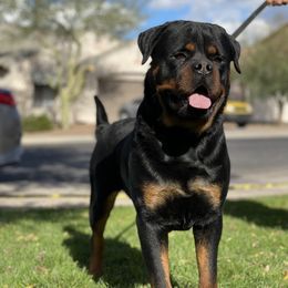 Predator - Rottweiler