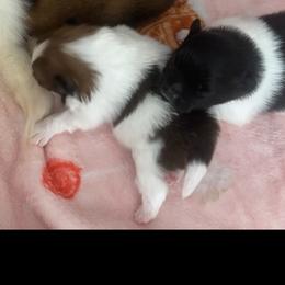 Pomeranian puppies from Bourlet Poms