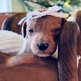 Goldendoodle Puppies from Goldendoodle Baby