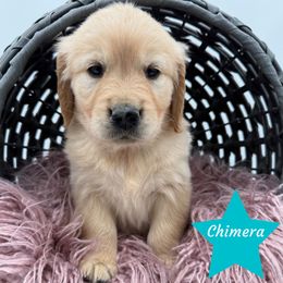 Chimera - Golden female Golden Retriever puppy in Cadillac, Michigan from K & M Golden Retrievers