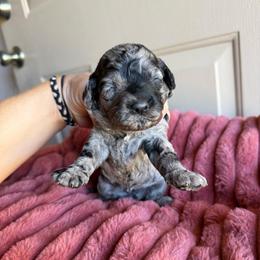 Girl 2 - Merle female Cockapoo puppy in Danielsville, Georgia from Meg's Doodles and Poodles
