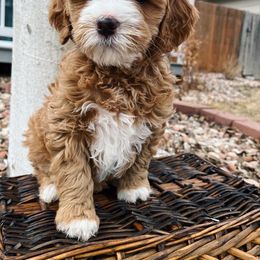 Goldendoodle Puppies from Millie Billie Doodles