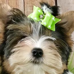 Boy 1 - Biewer Terrier puppy from AKC Xtreme Biewer Terriers...