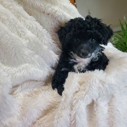 Poodle Puppies from Joanies Poodles