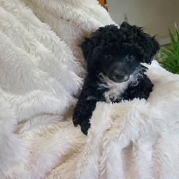 Poodle Puppies from Joanies Poodles