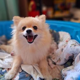 Juliette - Pomeranian