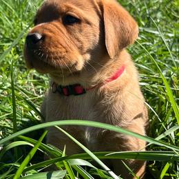 Red Collar - Yellow male Labrador Retriever puppy in Beaverdam, Virginia from Gold Heart Labradors