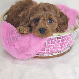 Cavapoo Puppies from Sharices Cavapoos