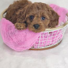 Cavapoo Puppies from Sharices Cavapoos