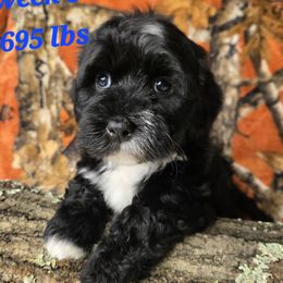 Milo - Black and white male Havanese puppy in Trinity, Alabama from Tooties Cuties Havanese