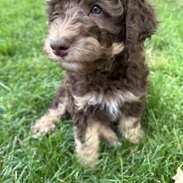 Aussiedoodle Puppies from Salt Creek Doodles