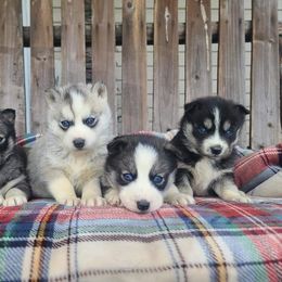 Miniature Australian Shepherd and Siberian Husky Puppies from MightyTiny Kennel