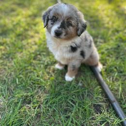 Snow White - Blue merle female Miniature Australian Shepherd puppy in Doddridge, Arkansas from Huddleston Farm