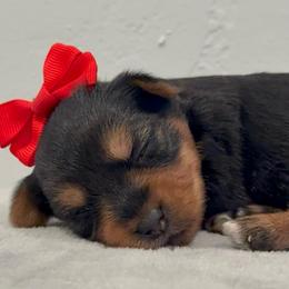 Glory - Black and gold female Yorkshire Terrier puppy in Los Angeles, California from 818 Yorkies