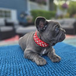 Ryder - Blue male French Bulldog puppy in Clarksville, Arkansas from Zoomie Time Frenchies