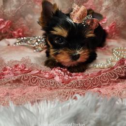 Yorkshire Terrier Puppies from Hetzel’s Enchanted Yorkies (Michigan)