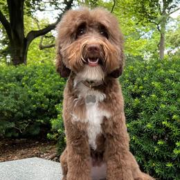 Deenie - Australian Labradoodle