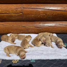 Thomas - Light golden male Golden Retriever puppy in North Pole, Alaska from Mulberry Retrievers