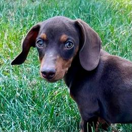 Pretzel - Chocolate and tan male Dachshund puppy in Litchfield, Michigan from High Country Kennels
