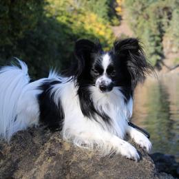 Summitt - Papillon
