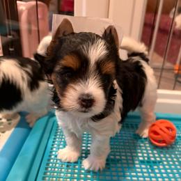 Ember - Black tan and white female Biewer Terrier puppy in Philipsburg, Pennsylvania from Happy Valley Biewer Terriers