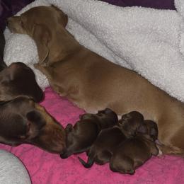 Dachshund puppies from Wigglebutts Mini Dachshunds
