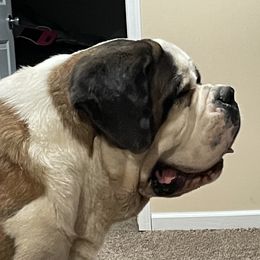 Capone - Saint Bernard
