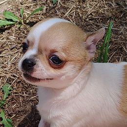 Leonardo da Vinci (Leo) - Fawn and white male Chihuahua puppy in Weatherford, Texas from Small and Mighty Chihuahuas