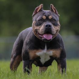 Sisu - American Bully