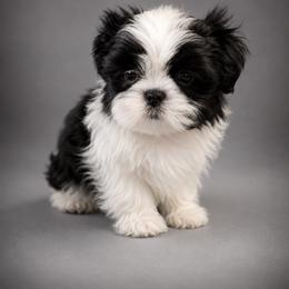 Boy 1 - Black and white male Shih Tzu puppy in Walnut Ridge, Arkansas from Maltese Madness by Shannon Smith