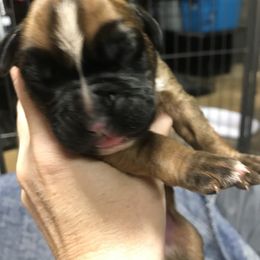Girl 3 - Boxer puppy in Henderson, Tennessee from Vom Broadvalley