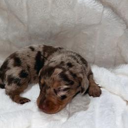 Jair - Dapple male Dachshund puppy in San Diego, California from Enchantables